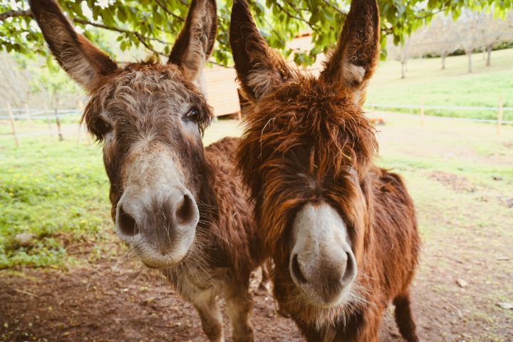 Two shaggy brown donkeys look curiously into the camera