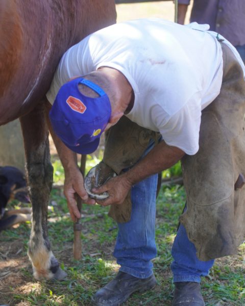 A farrier holds a horse’s front hoof and looks at the shoe