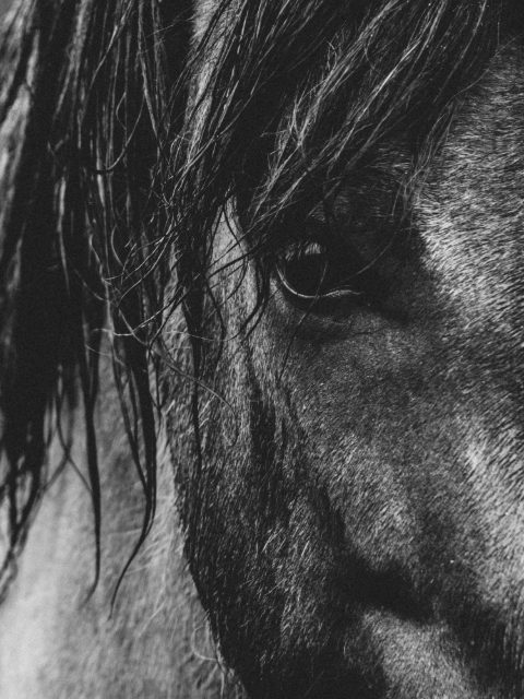 Black and white: the eye of an Icelandic horse behind its wet mane