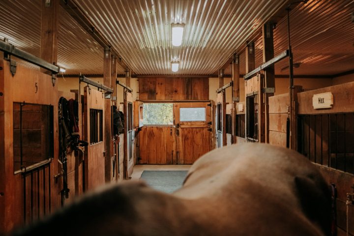 A wooden stable aisle with boxes on both sides, a horse’s back in the foreground, a name plate on one box