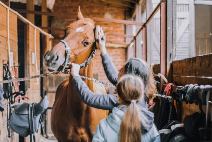 Two girls put a head collar on a chestnut in the stable aisle